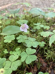 Oxalis montana image