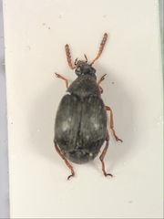 Bruchidius seminarius