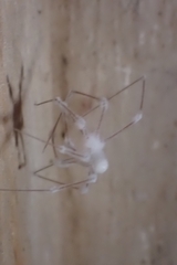 Pholcidae