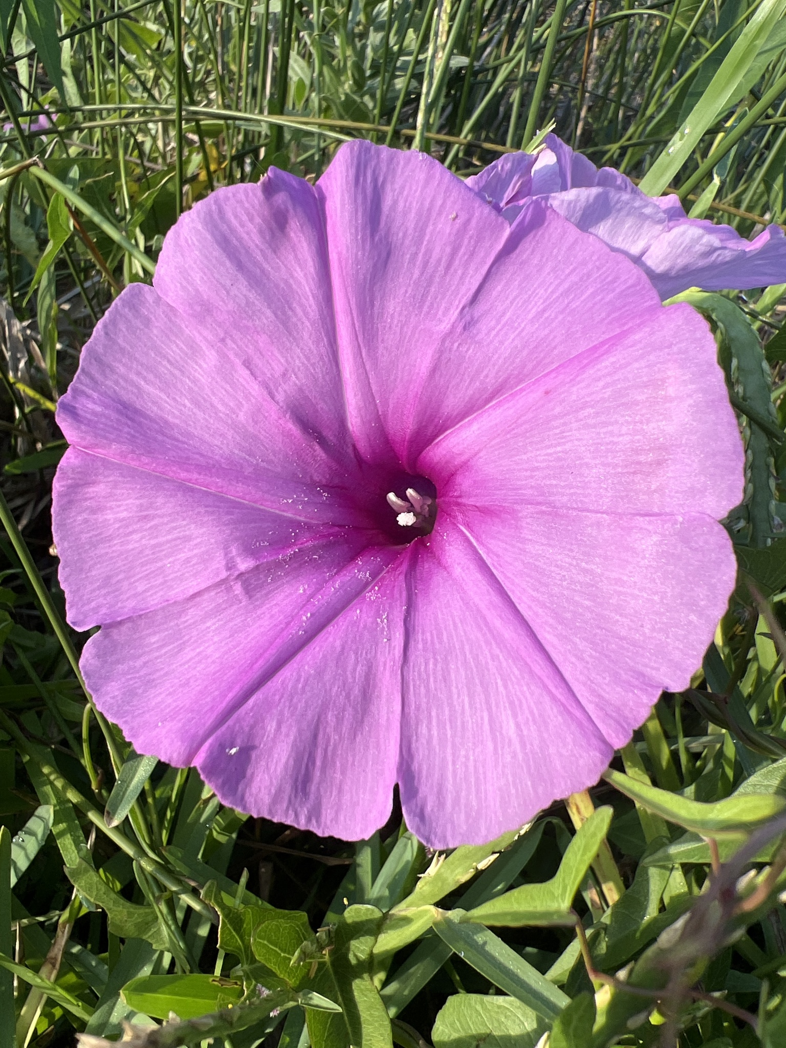 Ipomoea sagittata
