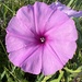Saltmarsh Morning-Glory - Photo (c) Alan Weakley, some rights reserved (CC BY-NC), uploaded by Alan Weakley