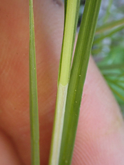 Piptatheropsis pungens