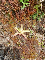 Pinguicula alpina