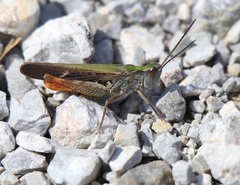 Chorthippus maritimus