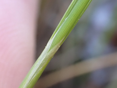 Piptatheropsis pungens