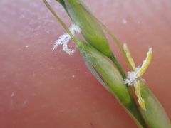 Piptatheropsis pungens