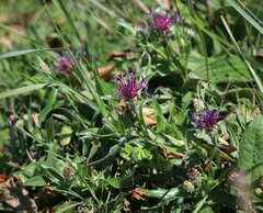 Centaurea triumfettii
