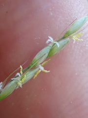 Piptatheropsis pungens