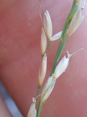 Piptatheropsis pungens