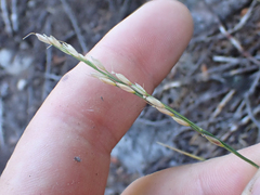 Piptatheropsis pungens