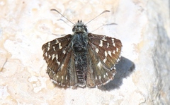 Pyrgus malvae