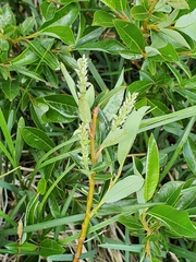 Salix waldsteiniana