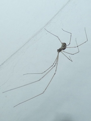 Holocnemus pluchei