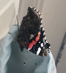 Vanessa atalanta
