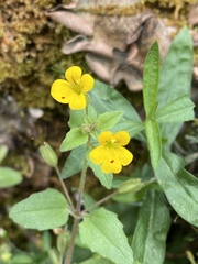 Erythranthe alsinoides