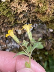 Erythranthe alsinoides