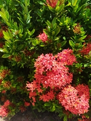Ixora