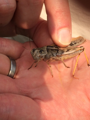 Pardalophora apiculata