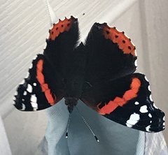 Vanessa atalanta