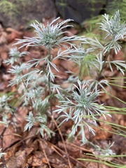 Artemisia tilesii