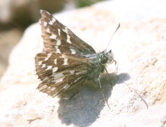 Pyrgus malvae