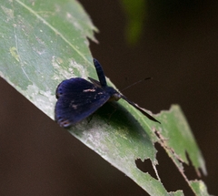 Metacharis regalis