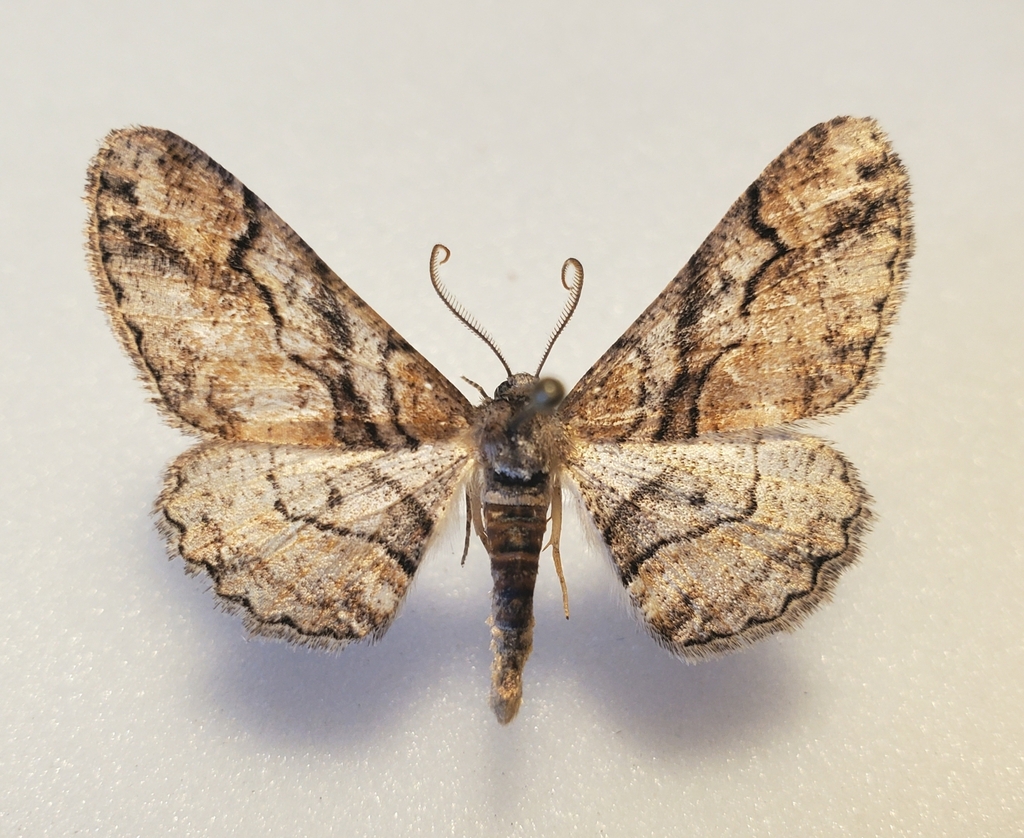Mericisca gracea