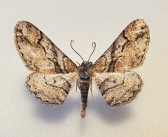 Mericisca gracea
