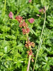 Rumex nivalis