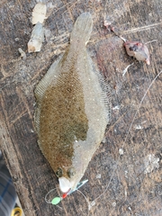 Citharichthys stigmaeus