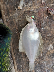 Citharichthys stigmaeus