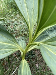 Gentiana