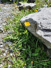 Ranunculus montanus