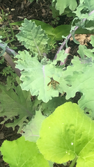 Polistes dominula