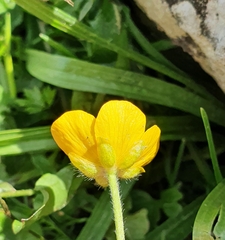 Ranunculus montanus