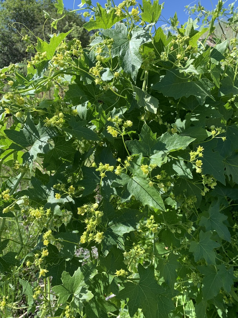 White bryony (Bryonia alba)