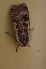 Noctua pronuba