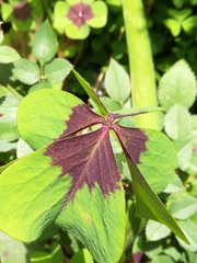 Oxalis tetraphylla