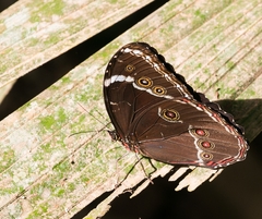 Morpho