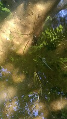 Potamogeton obtusifolius