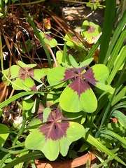 Oxalis tetraphylla