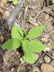 Campanula scouleri
