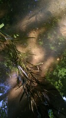 Potamogeton obtusifolius