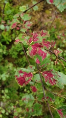 Acalitus longisetosus