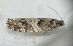 Pseudexentera maracana