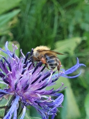 Bombus schrencki