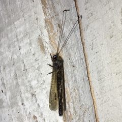 Ululodes quadripunctatus