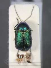 Cryptocephalus transiens