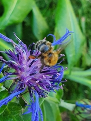 Bombus schrencki