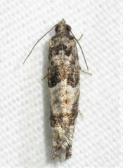 Pseudexentera maracana